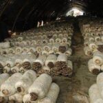 mushroom composting use