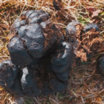 Is horse manure good for your garden?