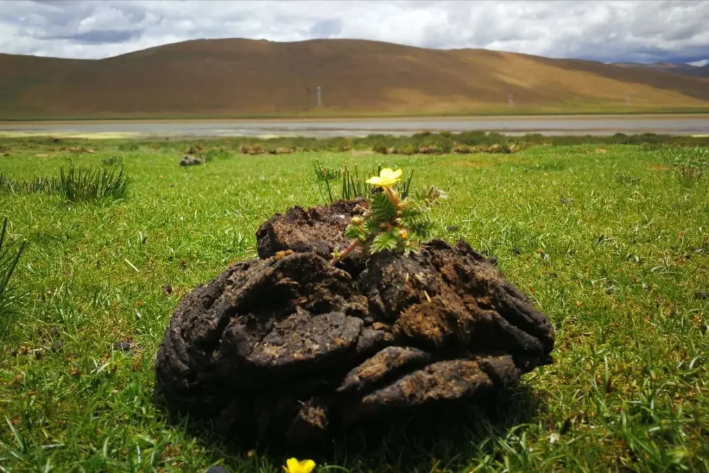 Organic Agriculture Market Trends