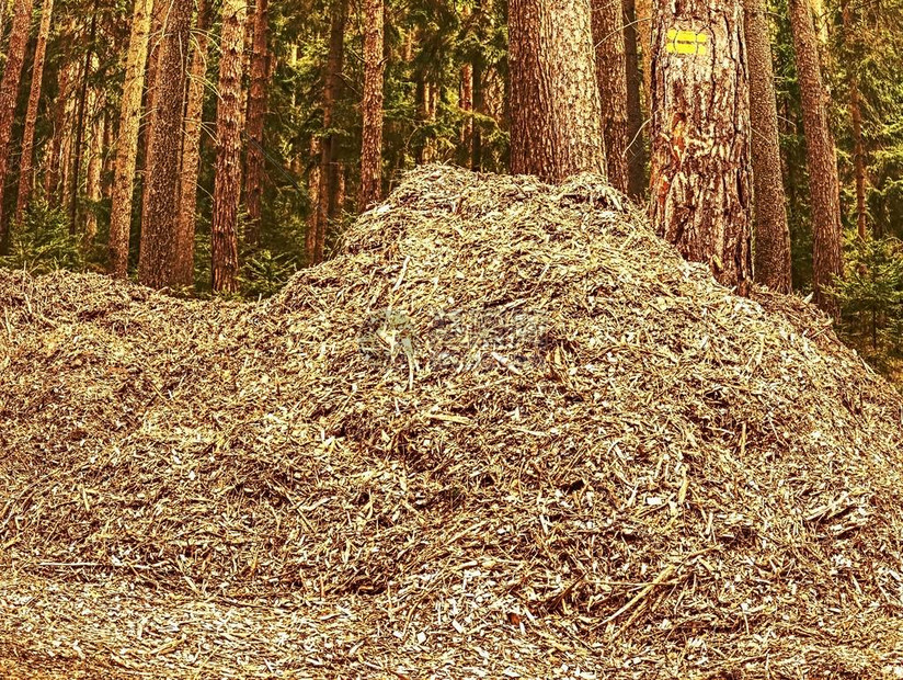 How to Remove Sand and Sediment from Biomass