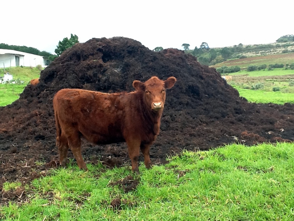 All Valuable Applications of Cow Dung