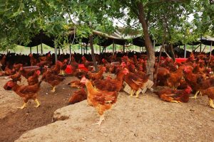 chicken manure