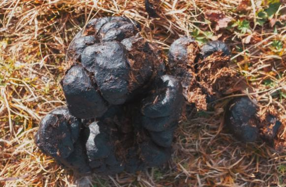 Is horse manure good for your garden? Is horse manure good for your garden?