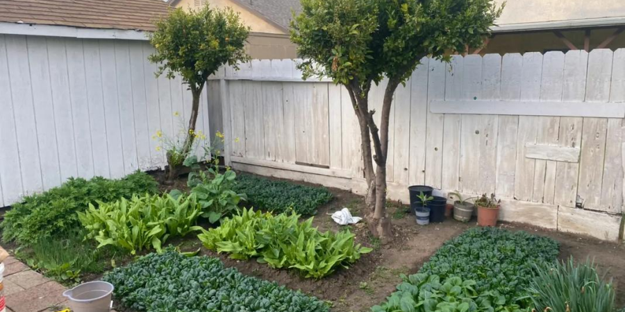 The value of horse manure in horticulture The value of horse manure in horticulture