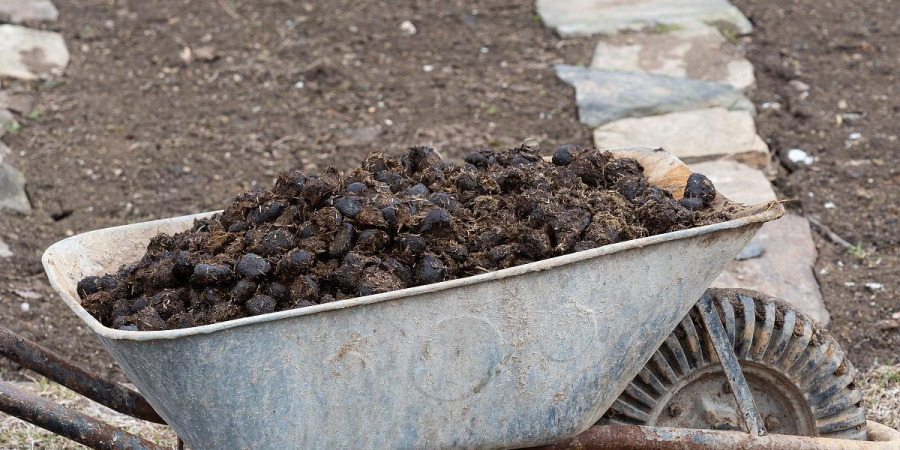 Suitability of horse manure for different plants Suitability of horse manure for different plants