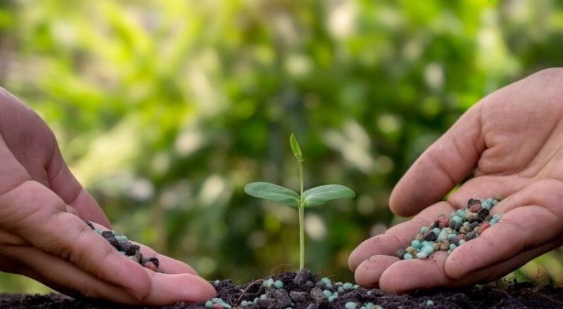 Biofertilizer vs Organic Fertilizer Difference