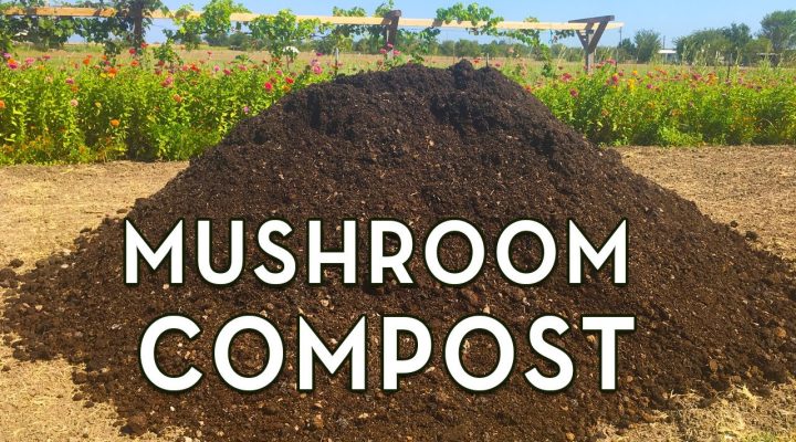 Mushroom Compost