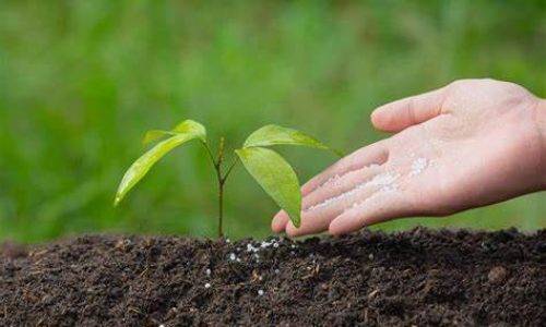 Significant differences between fertilizers and plant food