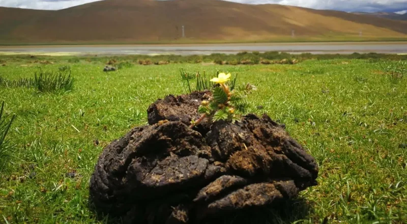 Organic Agriculture Market Trends