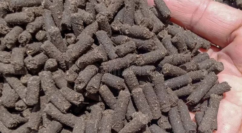 Pelleted Chicken Manure